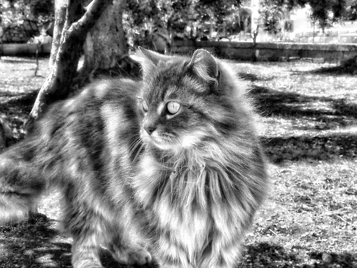 La Cummersa Del Gattoロコロトンド エクステリア 写真